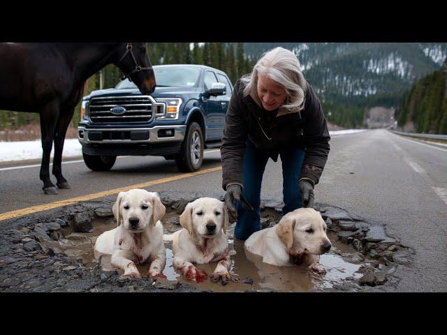 An old horse guides a lady on the highway, rescuing puppies hidden in a pothole