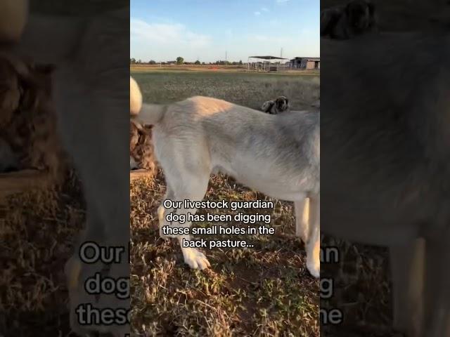 When recon cat gives orders to the livestock guardian dogs for the ultimate cover they listen..