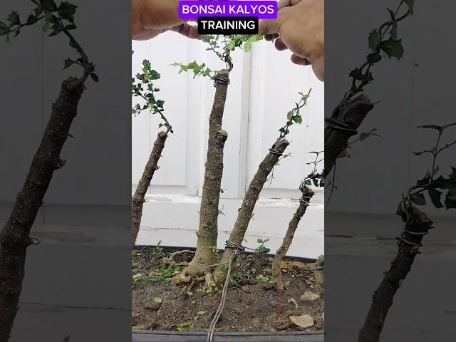 BONSAI KALYOS #tutorialsvideo #bonsailovers #gardening #plantslovers