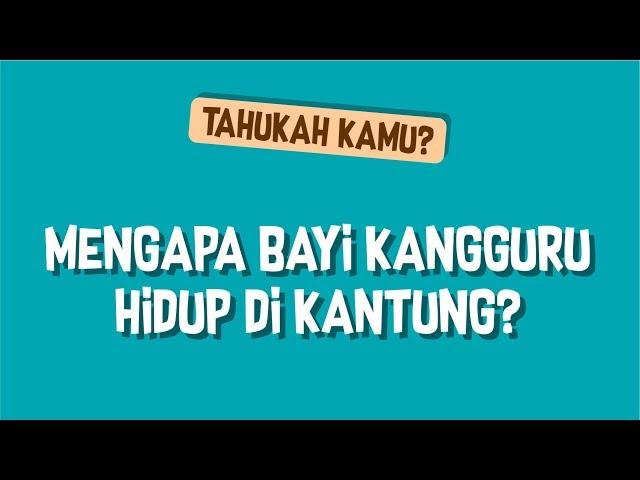 [Video Edukasi Anak] Tahukah Kamu | Mengapa Bayi Kangguru Hidup Di Kantung?