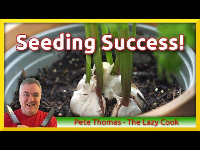 Seeding Success | Rookie Gardener