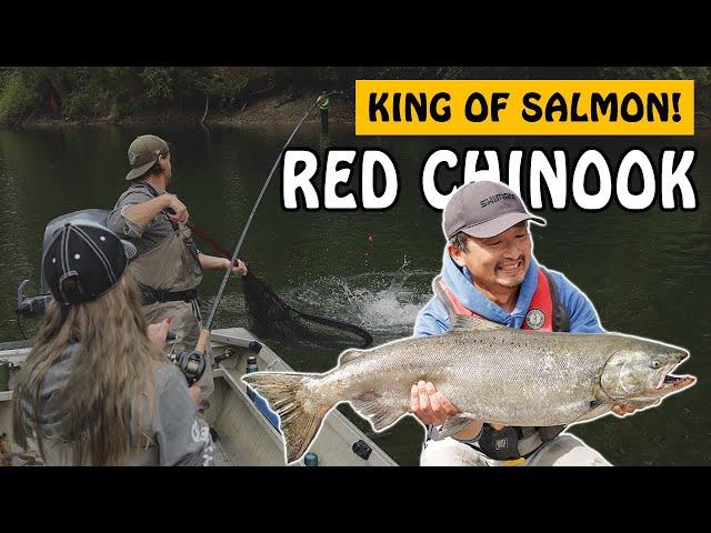 This River has a MASSIVE Return of Chinook Salmon | Fishing with Rod #salmonfishing #fishing #salmon