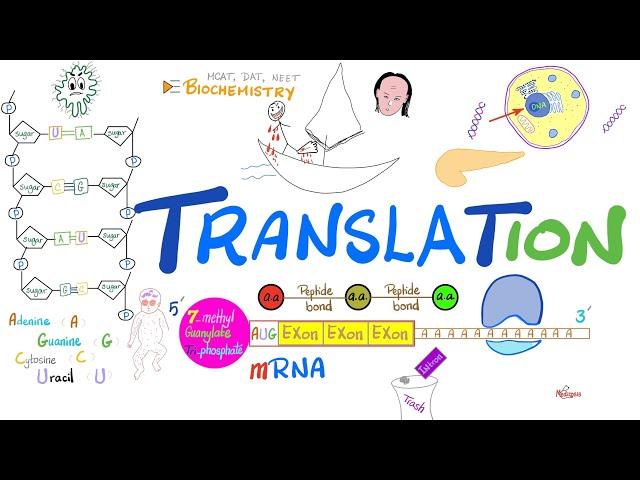 Translation (mRNA to Proteins) & Ribosomes (rER) | Post-translational Modification 