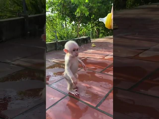 teach bobo to walk cute#monkydluffy #monkeybabby #babymonkey #cute