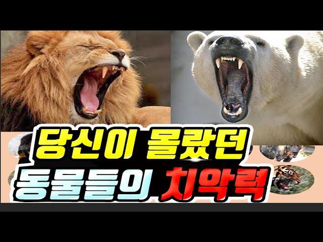 동물들의 치악력 순위 TOP 25 |  사람보다 깨무는 힘이 100배 강한 동물이 있다?!