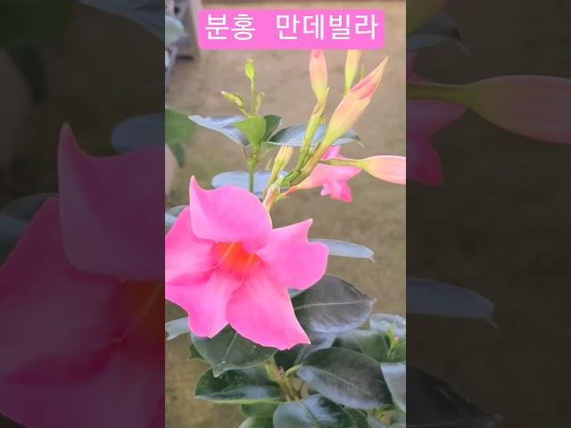 #은혜화훼판매장 #분홍만데빌라