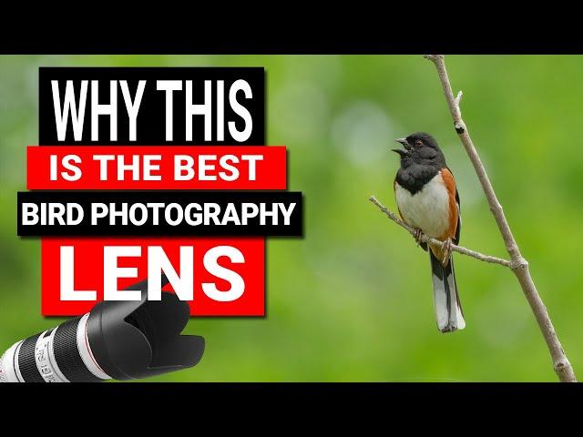 Best Bird Photography lens for Canon, Sony, Nikon Cameras