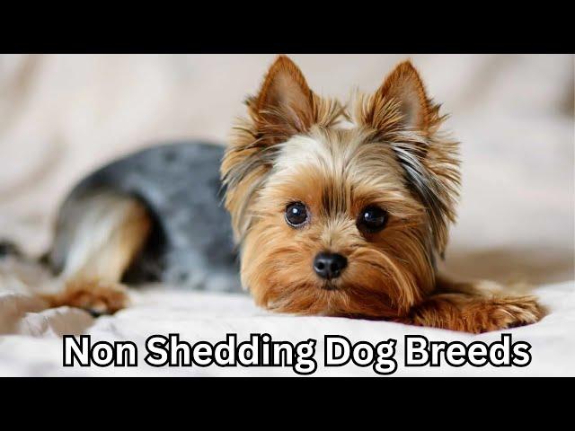 Top 10 Adorable Small Non Shedding Dog Breeds Dogs 101