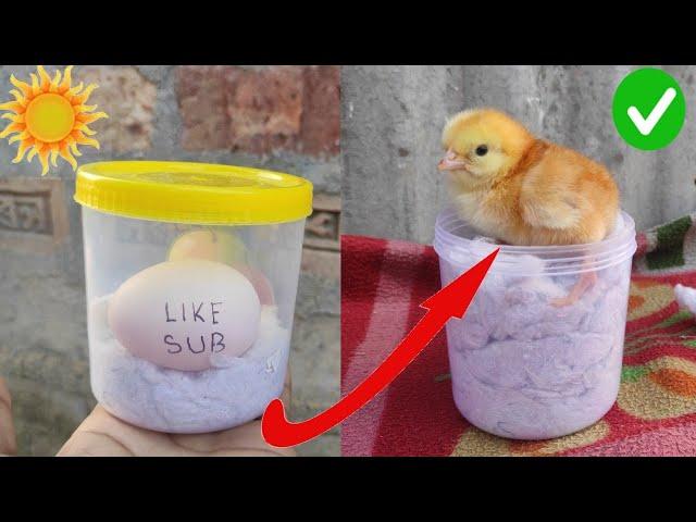 How to hatch eggs at home without incubator // amazing eggs hatching without incubator