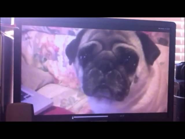 THE PUG FILES