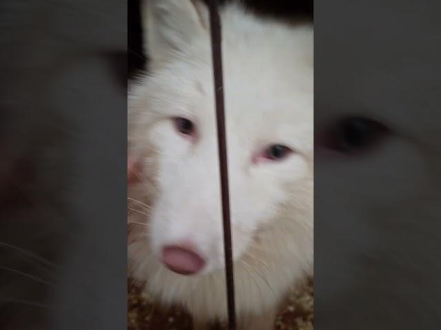 белый лис Вайт #fox