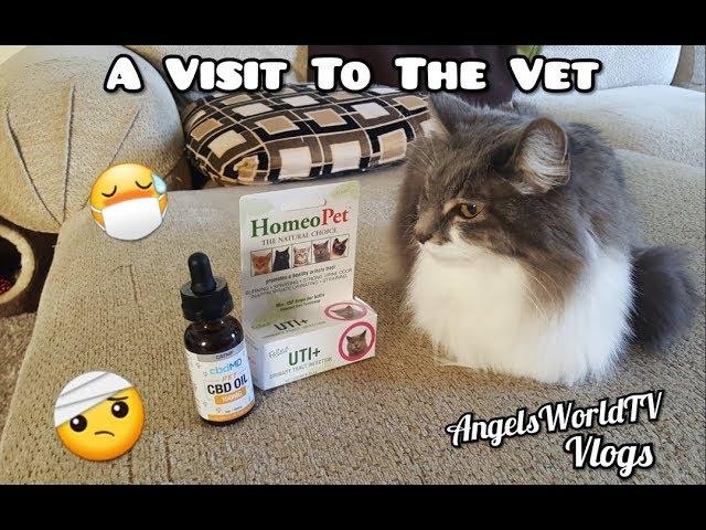 My Cat Charity Goes To The Vet - March 2019 | AngelsWorldTV Vlogs