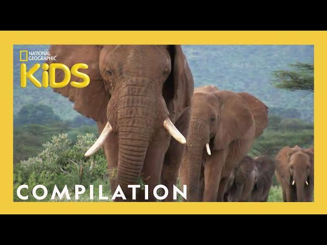 Animal Showdown  | 25 Minutes | Nat Geo Kids Compilation | @natgeokids