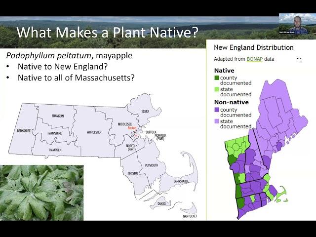 Webinar: Native Plants for New England Gardens