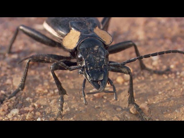 The Scary World of Creepy Crawlies | BBC Earth