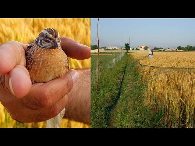 Batair K Shikar ki batreen video 2022 | Best Quail Hunting