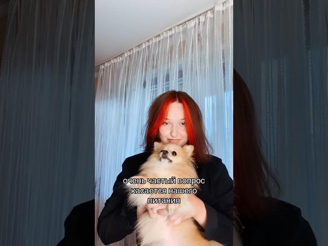 Питание ШПИЦА #pomeranian #шпиц #померанскийшпиц #немецкийшпиц