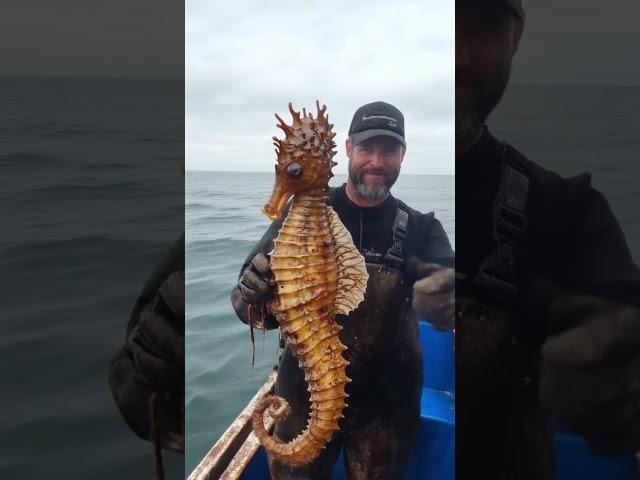 Giant Seahorse Caught on Camera!  #seahorse #giantseahorse #marinelife