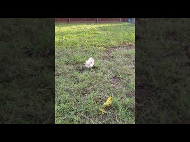 Beatrice The Rescue Piglet and Her Excited Oinks || ViralHog