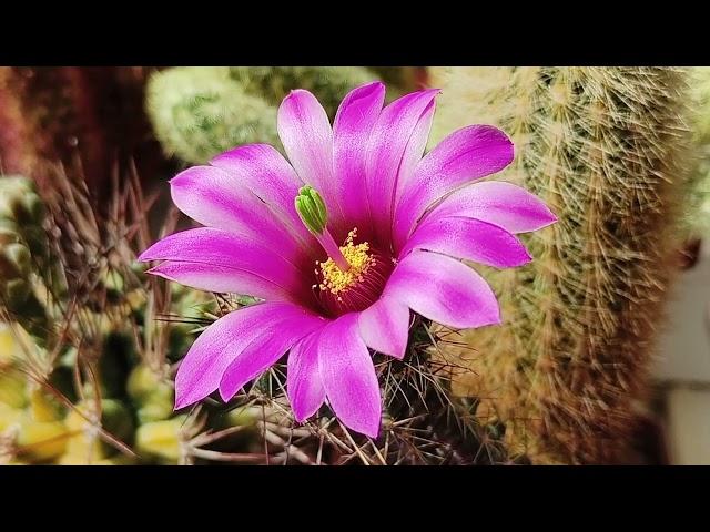 Цветение Echinocereus vierickii  и очередное цветочное утро)