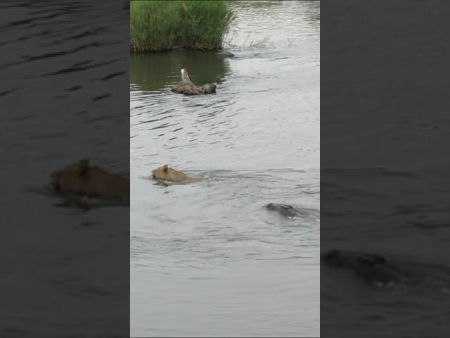 Huge Crocodile Attacks Male Lion 