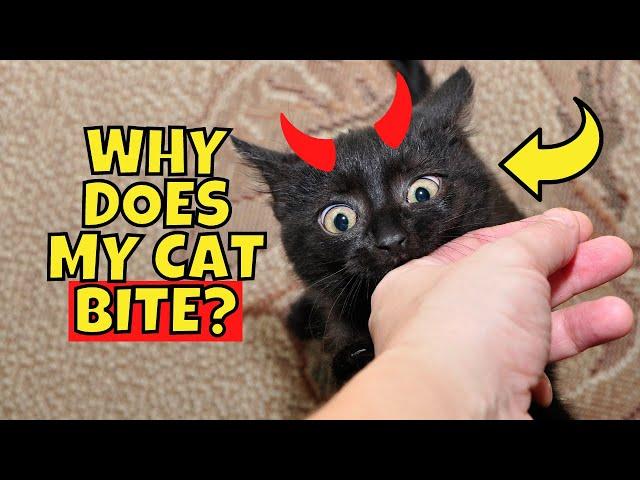 Why Does My Cat Bite Me? (5 Possible Reasons)