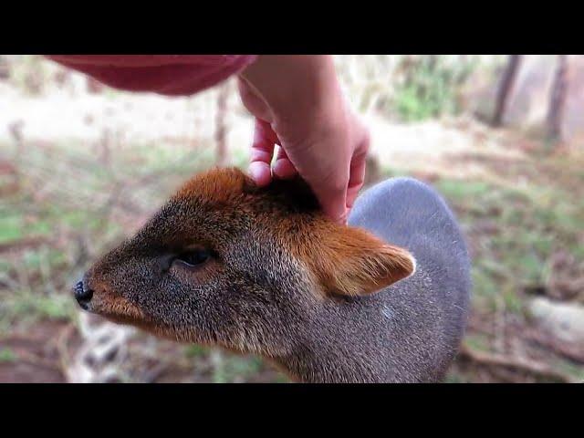 Adorable rescued Pudu loves head scratches