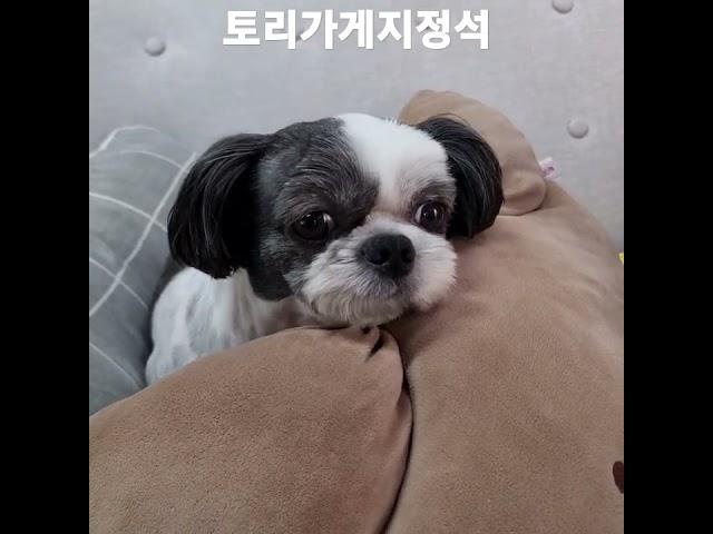 아빠가열심히일하는이유.사랑하는우리토리가있기때문에