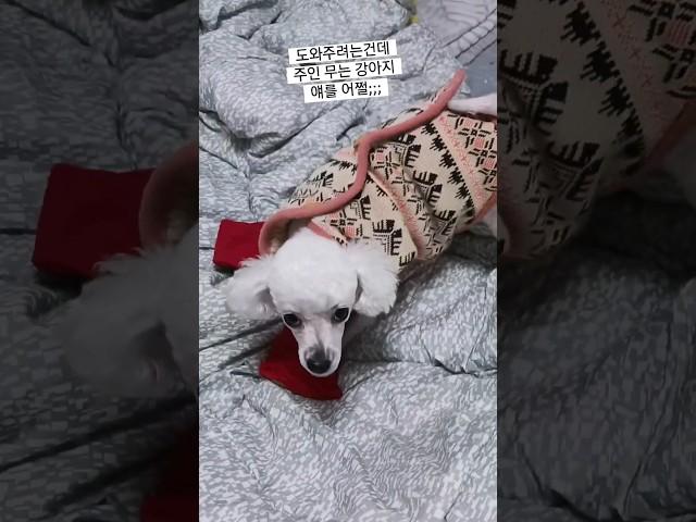 “먹을때 나를 건들지말아라" |먹는거엔 진심인 순둥이 강아지 #푸들 | 언니가 잘못했네 |