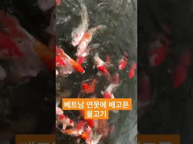 베트남 배고픈 물고기 #베트남  #물고기 #동물 #여행 #vietnam #travel #fish #animal
