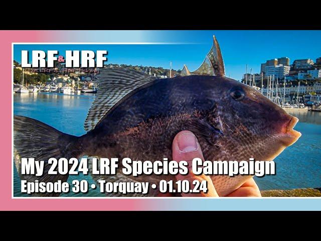 Episode 30: My 2024 LRF Species Hunt - Torquay