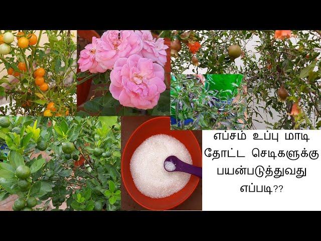 #மாடித்தோட்டம் " 10+ " Uses of Epsom Salt in Gardening and for plants in Terrace Garden | Tamil