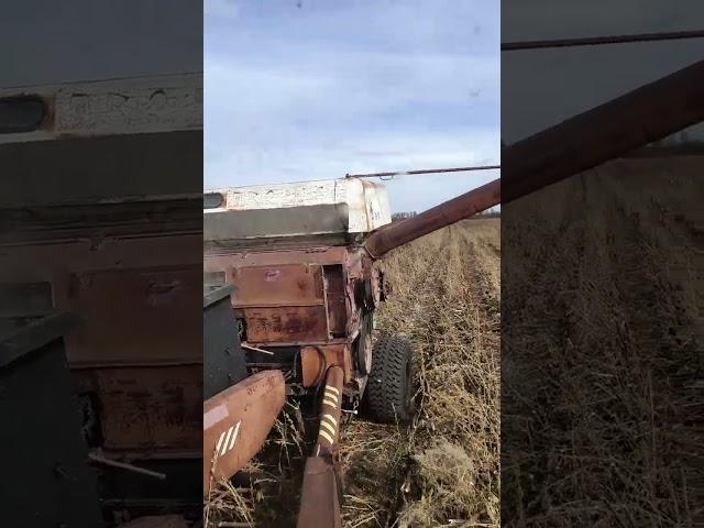 Уборка подсолнечника прицепным комбайном ПН 100   (видео для Авито на продажу комбайна)