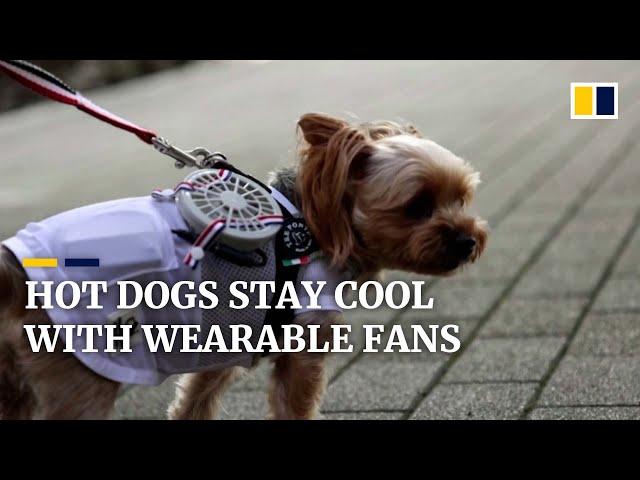 Japanese company creates wearable fan for pets to keep cool during those dog days of summer