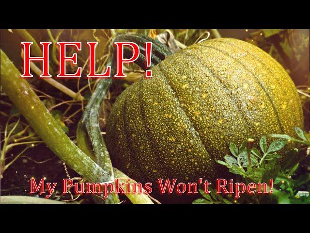 How To Ripen Pumpkins Off The Vine