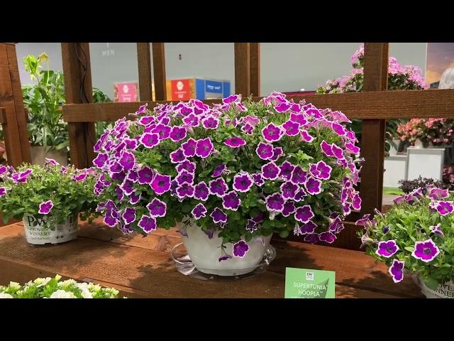 New Proven Winners Plants 2024 Featured at Cultivate