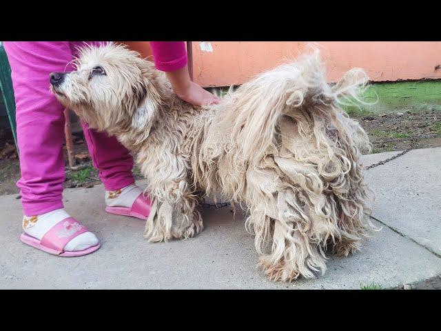 You Won't BELIEVE How This DOG Looks AFTER SHAVING ALL THIS MATTED FUR!