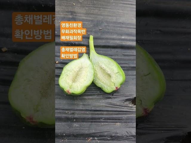 영동친환경무화과 배재필회장 총채벌레 확인방법 #영동친환경무화과 #무화과 #유기농무화과 #친환경무화과 #무농약무화과 #무화과총채벌레확인방법 #무화과나무 #무화과열매 #무화과방제
