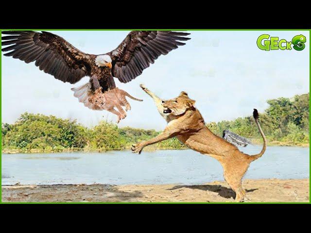 The Lion Mother Helplessly Watched Her Cubs Being Attacked By A Ferocious Eagle | Wild Animals