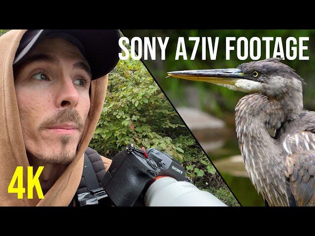 THE SONY A7IV IS A 4K BEAST!