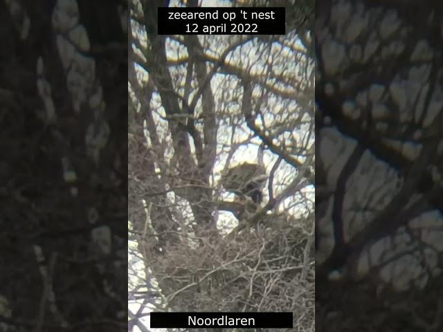 Zeearend op 't nest Noordlaren 12 apr 2022