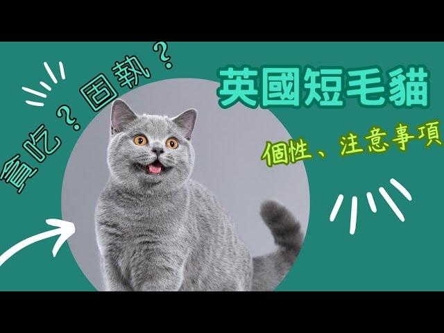 愛上英國短毛貓，特色與注意事項#英短#2023新影片#British Shorthair#貓咪知識#寵物#養貓#療癒#喵星人#可愛#預防貓癬#貓癬#流浪貓#品種貓#長毛貓#短毛貓#奶貓