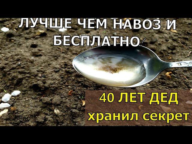 1 ЛОЖКУ НА ВЕДРО ВОДЫ И ЗЕМЛЯ КАК НОВАЯ! ПРОЛЕЙТЕ ЭТИМ ЗЕМЛЮ ДЛЯ ОБИЛЬНОГО УРОЖАЯ ВСЕХ КУЛЬТУР.