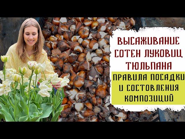 Высаживание сотен луковиц тюльпана | Правила посадки и составления композиций