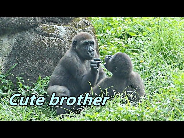 Gorilla brothers' cute interaction in rainy day / Jabali & Ringo / 大猩猩兄弟下雨天的可愛互動