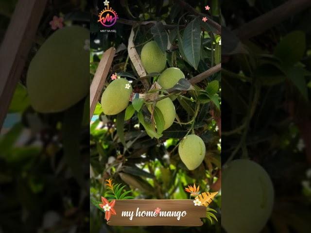 my home mango garden