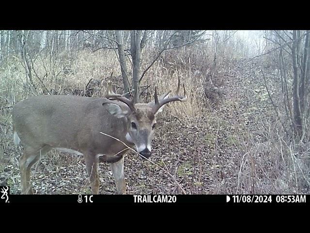 A very cautious Whitetail buck