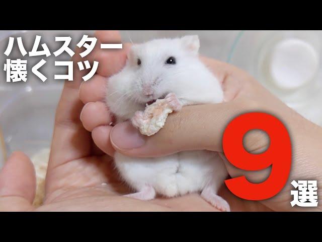 ハムスター懐くコツ9選