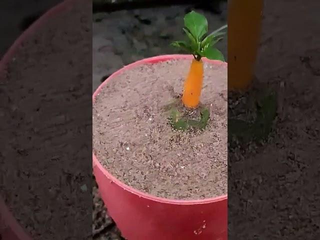 Propagate chilli tree with papaya #shortsfeed #ytshorts #shortvideo