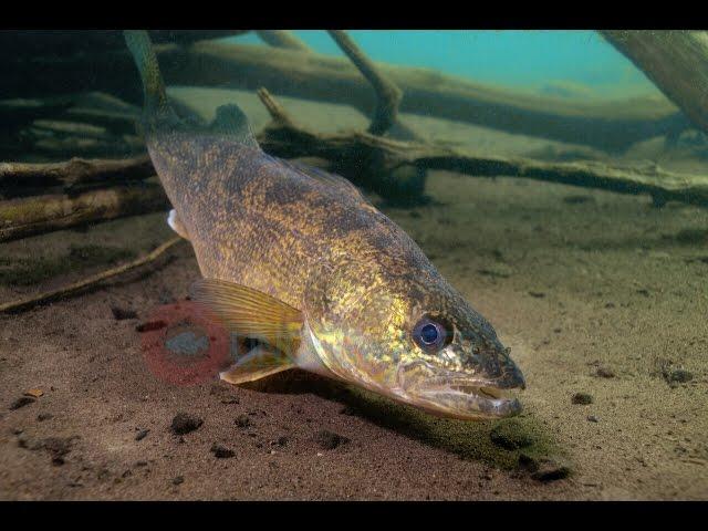Best Walleye Underwater HD Footage-Engbretson Underwater Photography